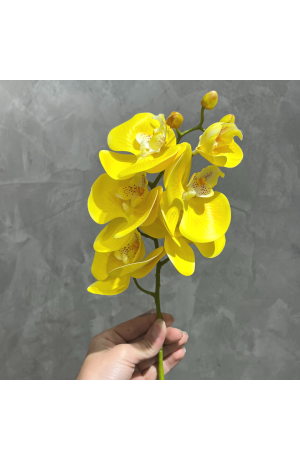Haste de Orquídea Amarela