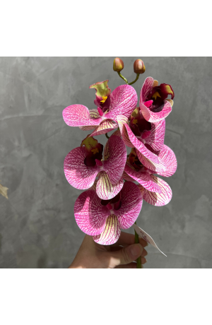 Haste de Orquídea Rosa