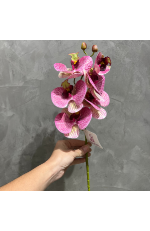 Haste de Orquídea Rosa