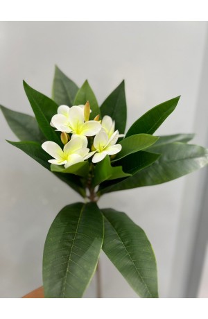 Haste de Jasmim Manga 90cm - Branco (Artificial)